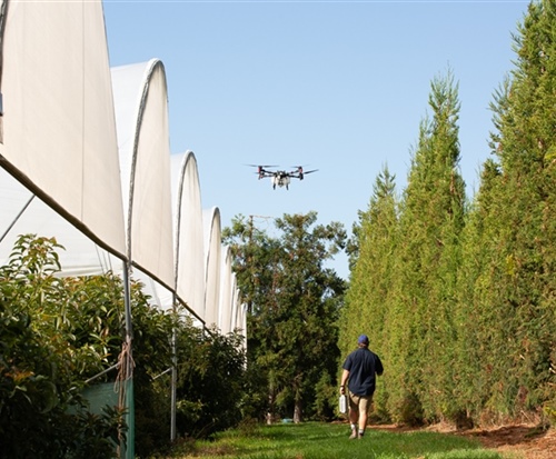 drone and qualified operator in an Avocado Orchard