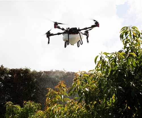 applying insecticide in an avocado orchard