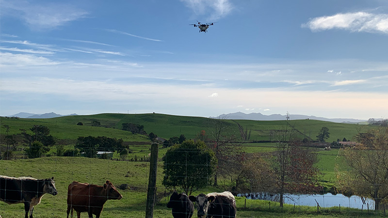 Drone spreading fertiliser on Northland farm land, cows in the foreground