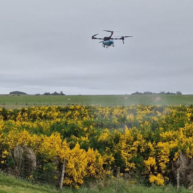 Drone Spraying Gorse on a Northland Farm