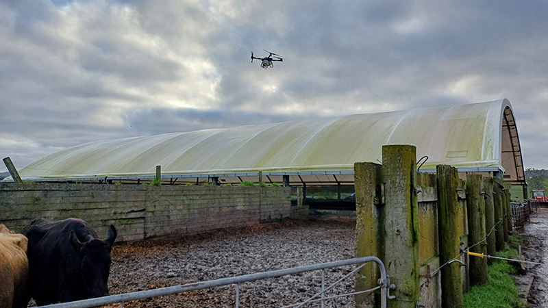 drone spraying cleaning chemicals on a herd home with cows in the foreground