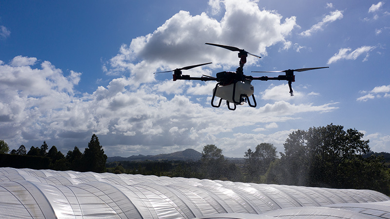 drone spraying moss, mould and lichen treatment on polyhouse roof