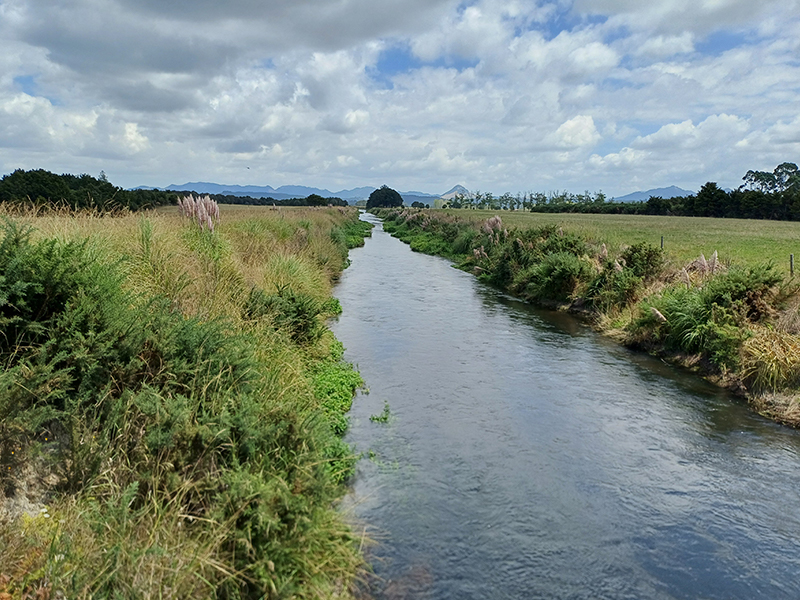 Riparian native plantings with weeds growing on the bank of the waterway 