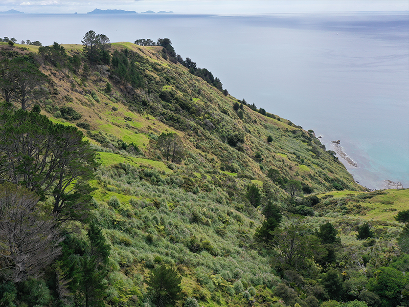 invasive weeds on steep northalnd hillside before drone spraying